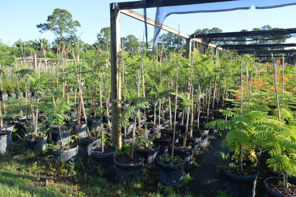peltophorum-dubium-yellow-poinciana
