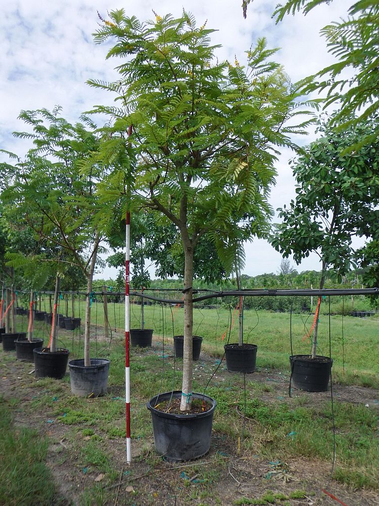 peltophorum-dubium-yellow-poinciana