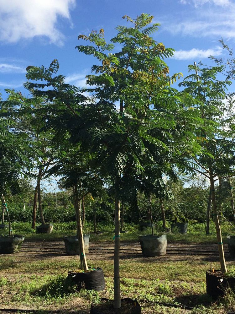 peltophorum-dubium-yellow-poinciana