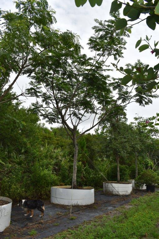 peltophorum-dubium-yellow-poinciana