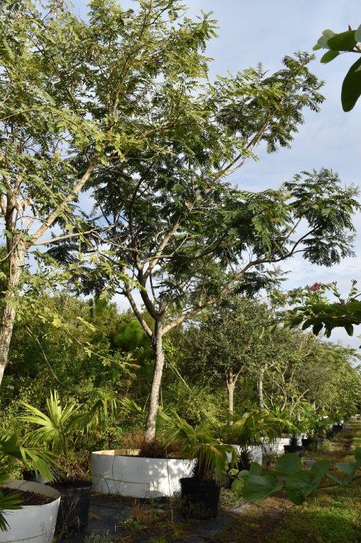 peltophorum-dubium-yellow-poinciana