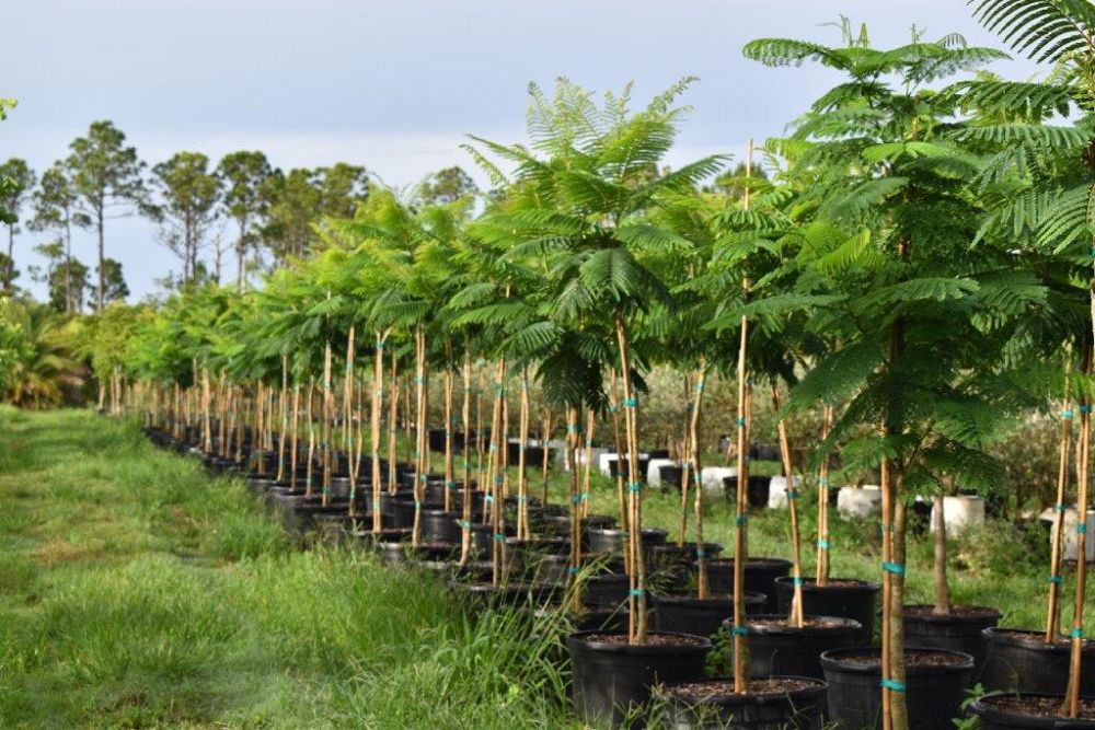 peltophorum-dubium-yellow-poinciana