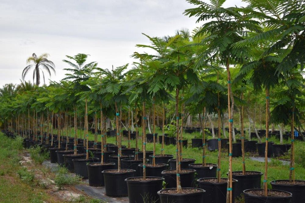 peltophorum-dubium-yellow-poinciana