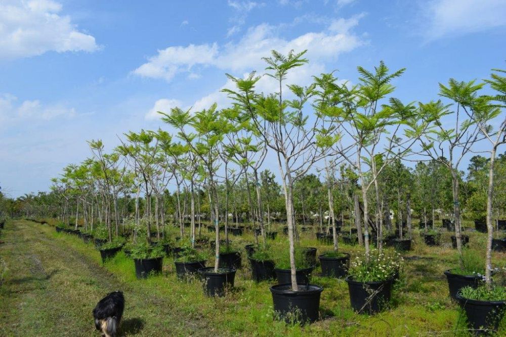 peltophorum-dubium-yellow-poinciana