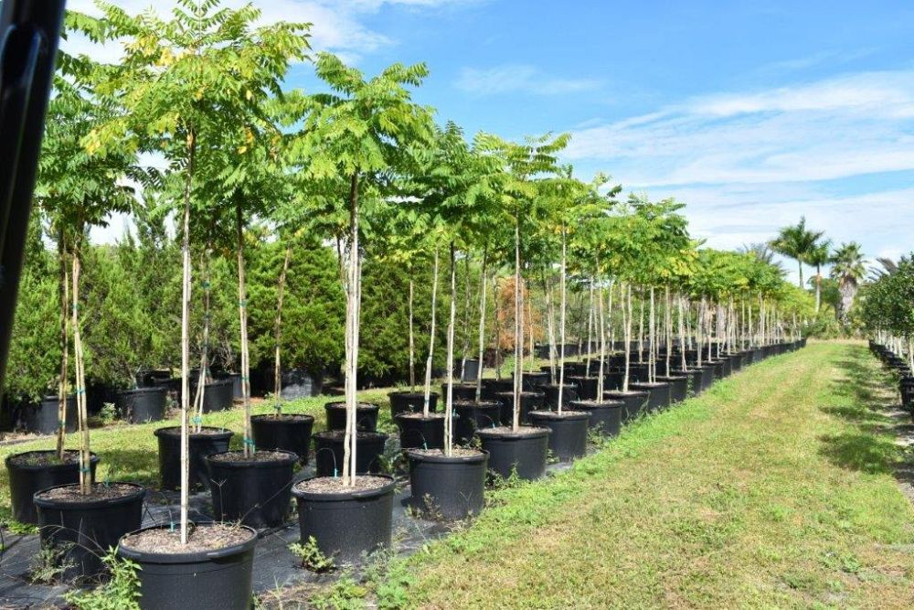 peltophorum-dubium-yellow-poinciana