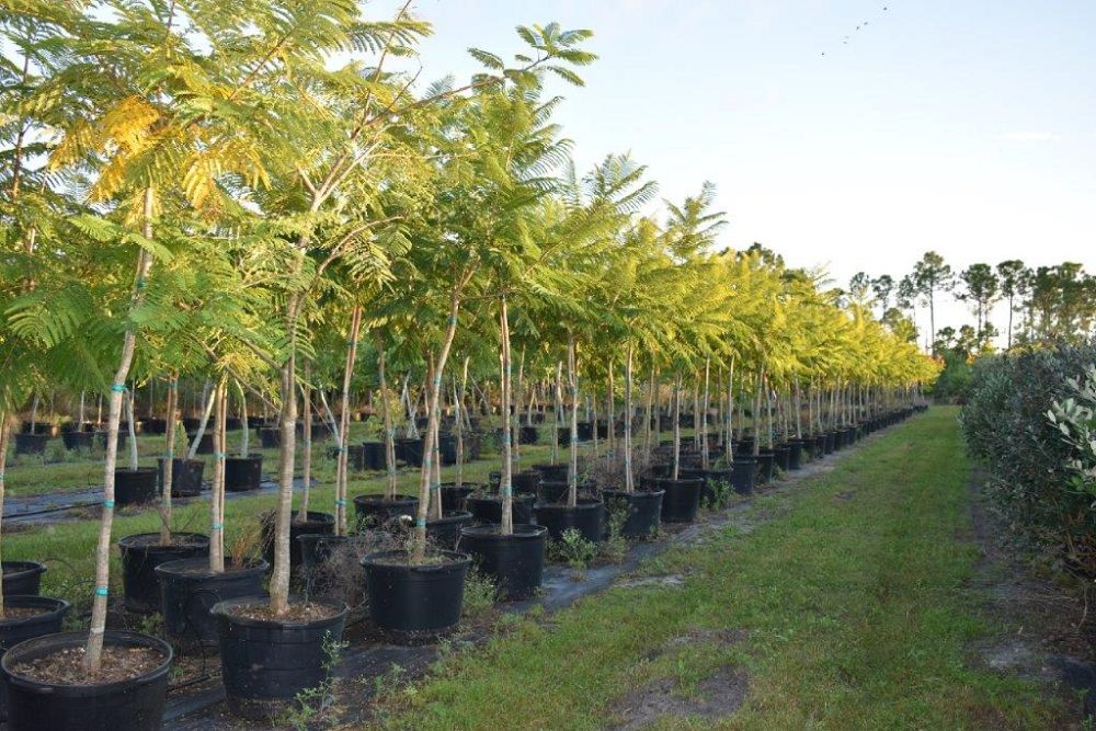 peltophorum-dubium-yellow-poinciana