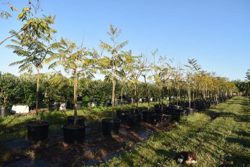 peltophorum-dubium-yellow-poinciana