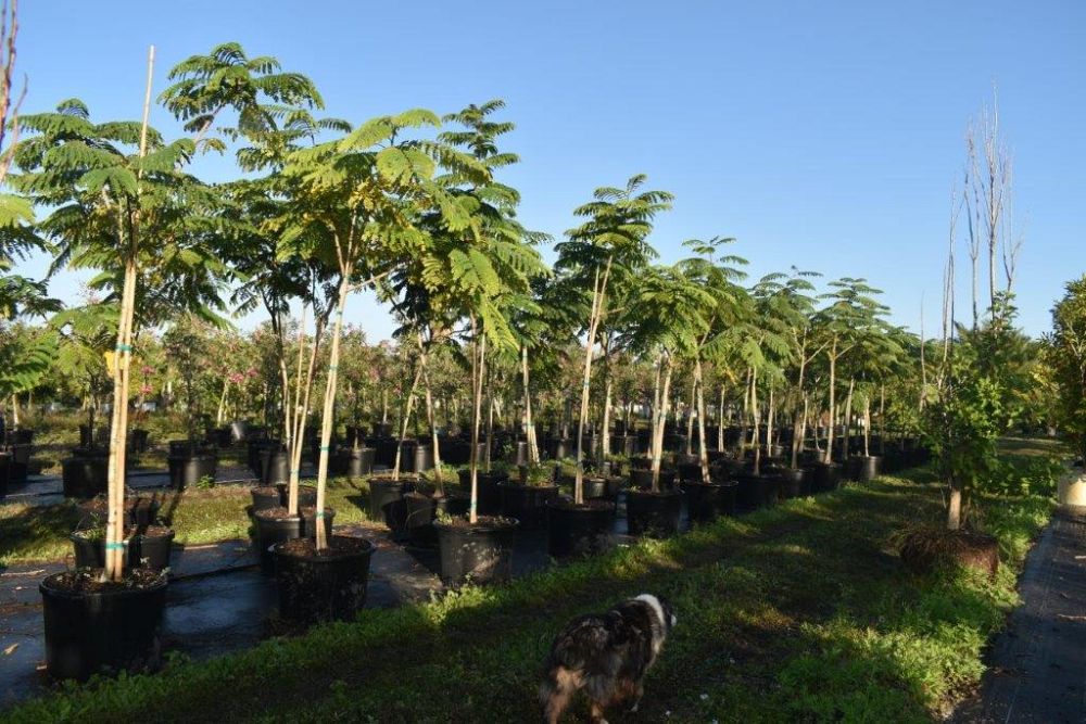 peltophorum-dubium-yellow-poinciana