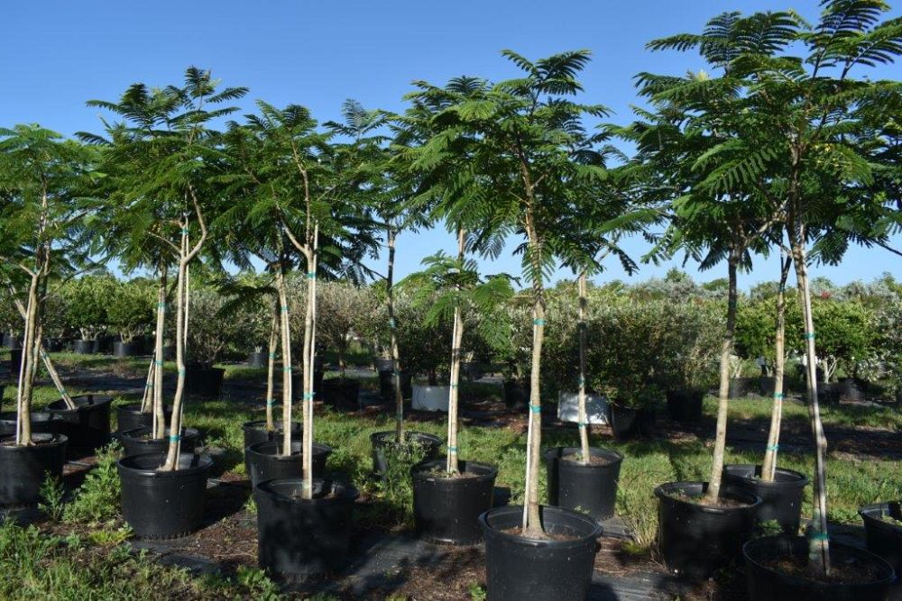 peltophorum-dubium-yellow-poinciana