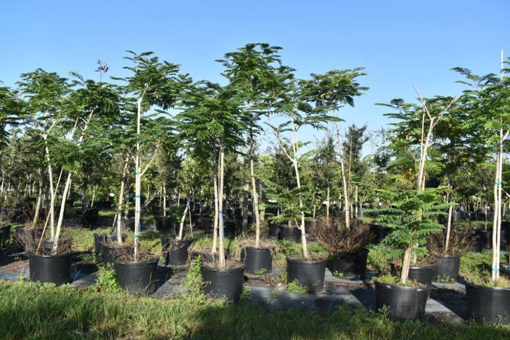 peltophorum-dubium-yellow-poinciana