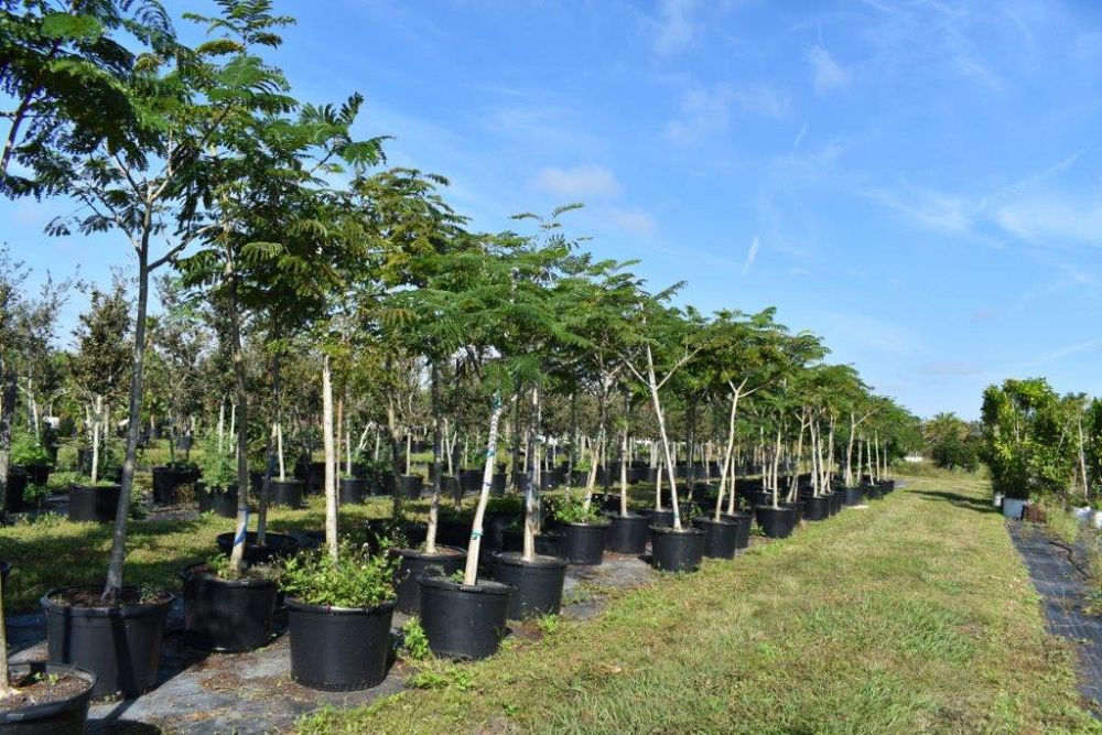 peltophorum-dubium-yellow-poinciana