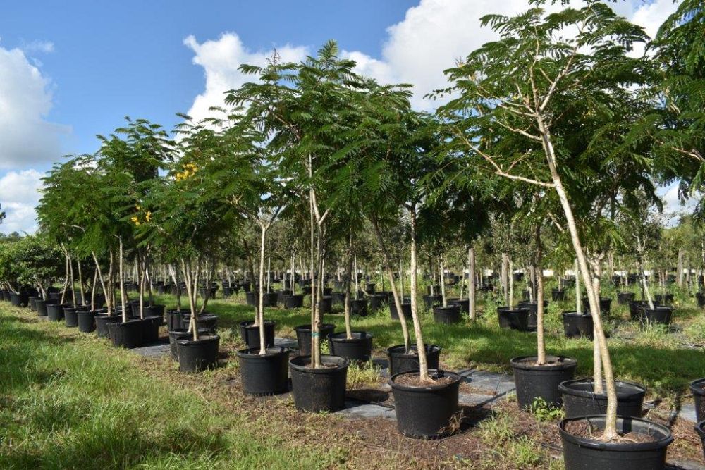 peltophorum-dubium-yellow-poinciana