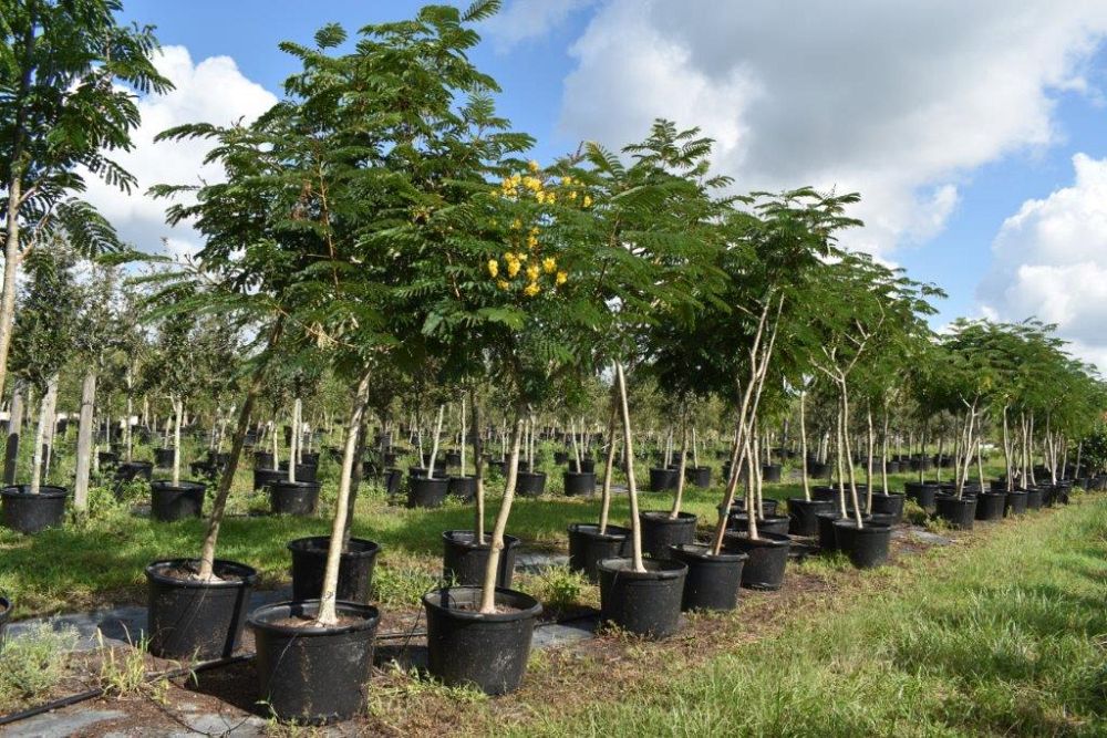 peltophorum-dubium-yellow-poinciana