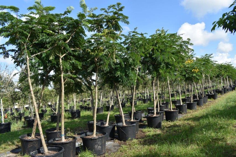peltophorum-dubium-yellow-poinciana