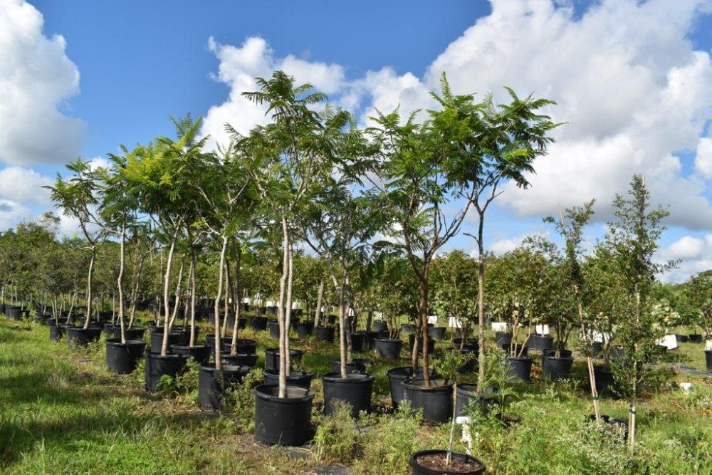 peltophorum-dubium-yellow-poinciana