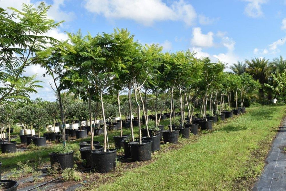 peltophorum-dubium-yellow-poinciana