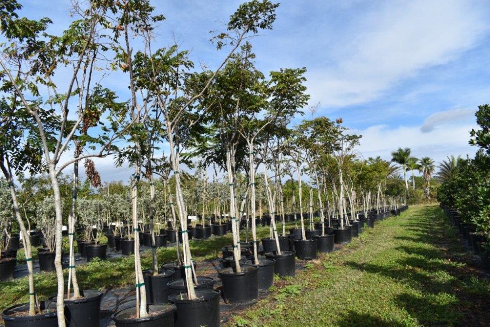 peltophorum-dubium-yellow-poinciana