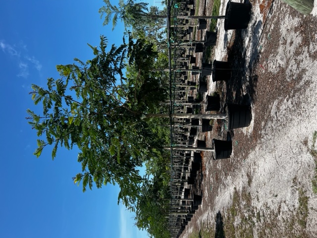 peltophorum-dubium-yellow-poinciana