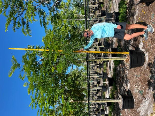 peltophorum-dubium-yellow-poinciana