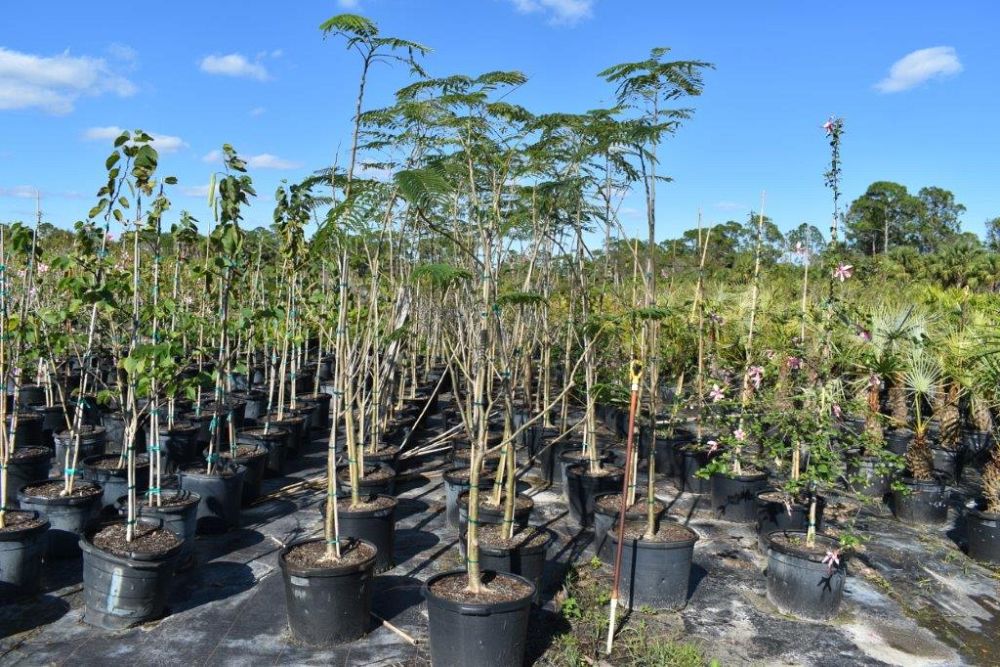 peltophorum-dubium-yellow-poinciana