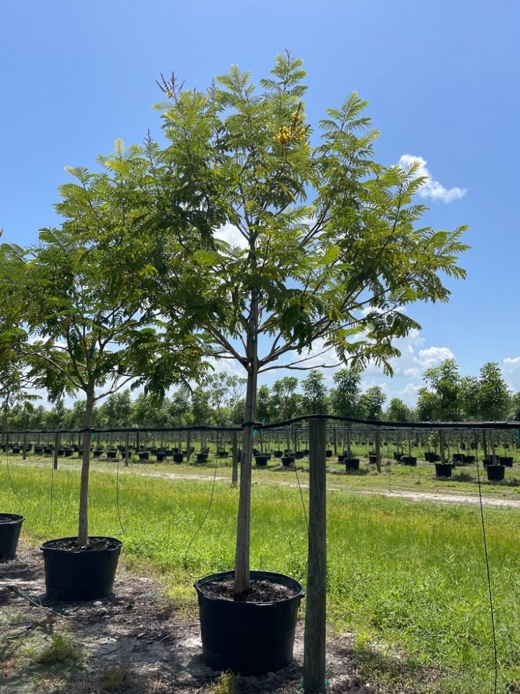 peltophorum-dubium-yellow-poinciana