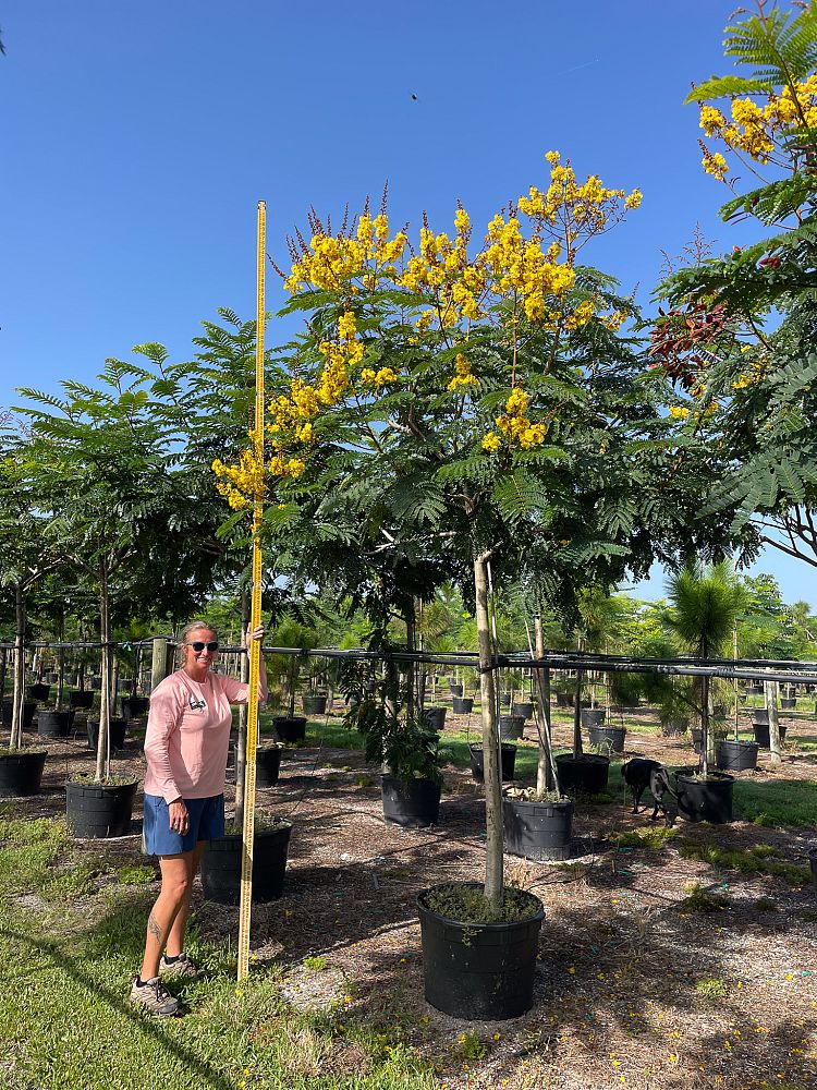 peltophorum-dubium-yellow-poinciana