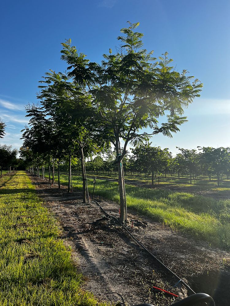 peltophorum-dubium-yellow-poinciana