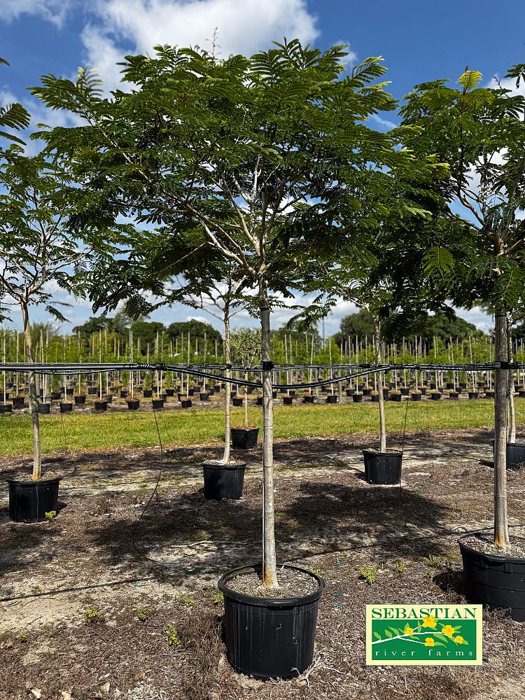 peltophorum-dubium-yellow-poinciana