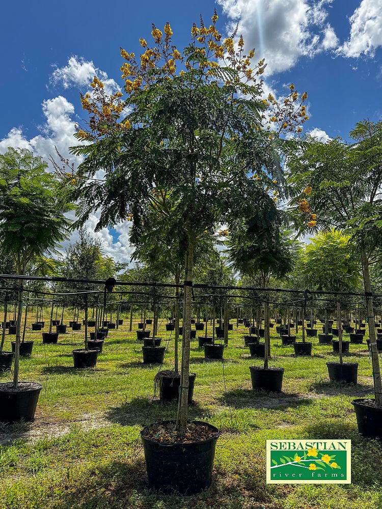 peltophorum-dubium-yellow-poinciana