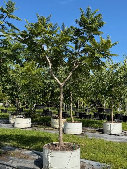 peltophorum-dubium-yellow-poinciana