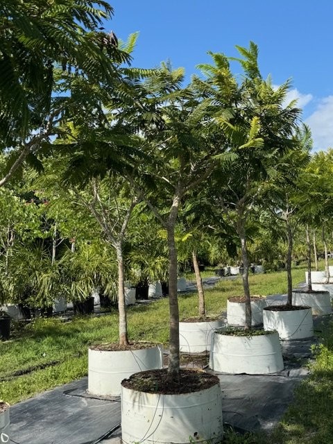peltophorum-dubium-yellow-poinciana