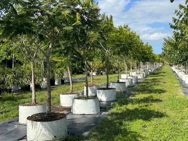 peltophorum-dubium-yellow-poinciana