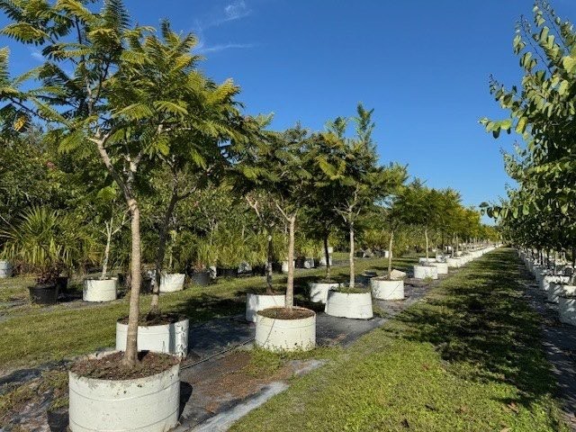 peltophorum-dubium-yellow-poinciana