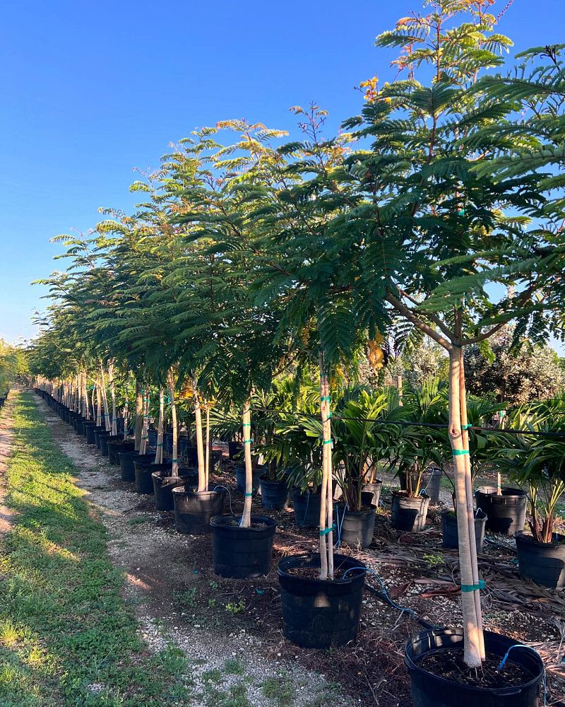 peltophorum-dubium-yellow-poinciana