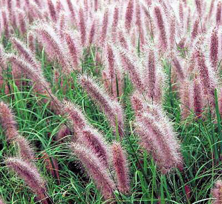 pennisetum-alopecuroide-red-head-fountain-grass