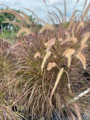 pennisetum-alopecuroide-red-head-fountain-grass