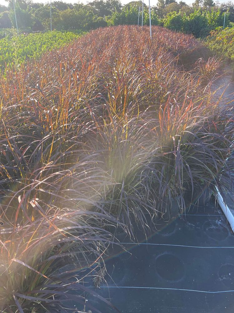 pennisetum-alopecuroide-red-head-fountain-grass