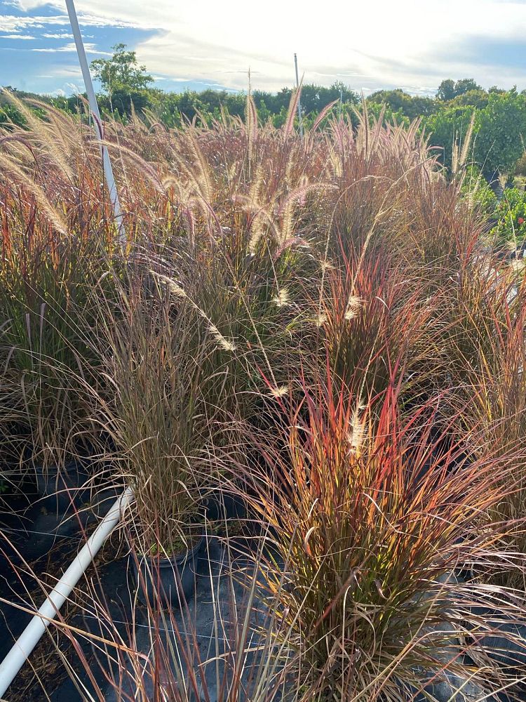 pennisetum-alopecuroide-red-head-fountain-grass
