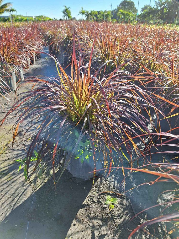 pennisetum-alopecuroide-red-head-fountain-grass