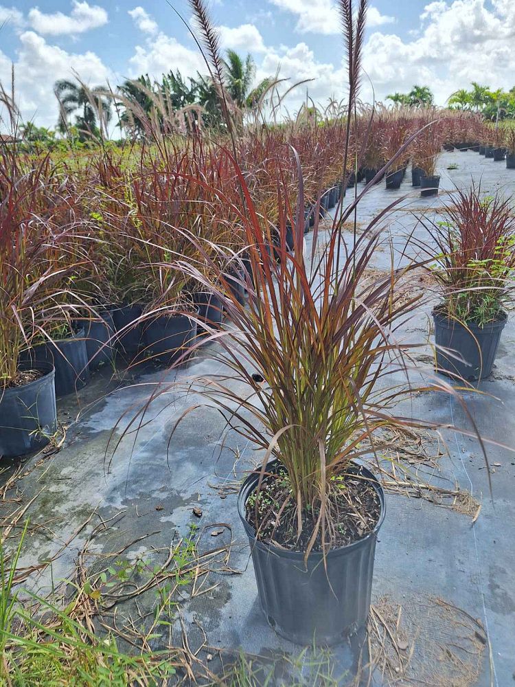 pennisetum-alopecuroide-red-head-fountain-grass