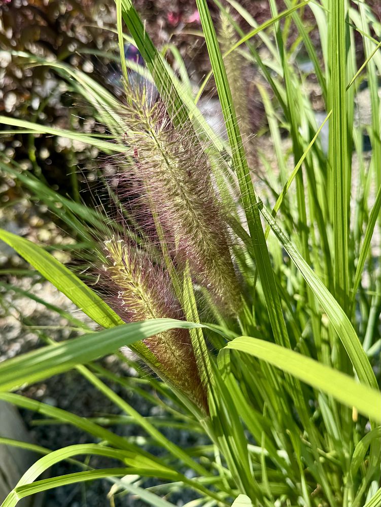 pennisetum-alopecuroide-red-head-fountain-grass