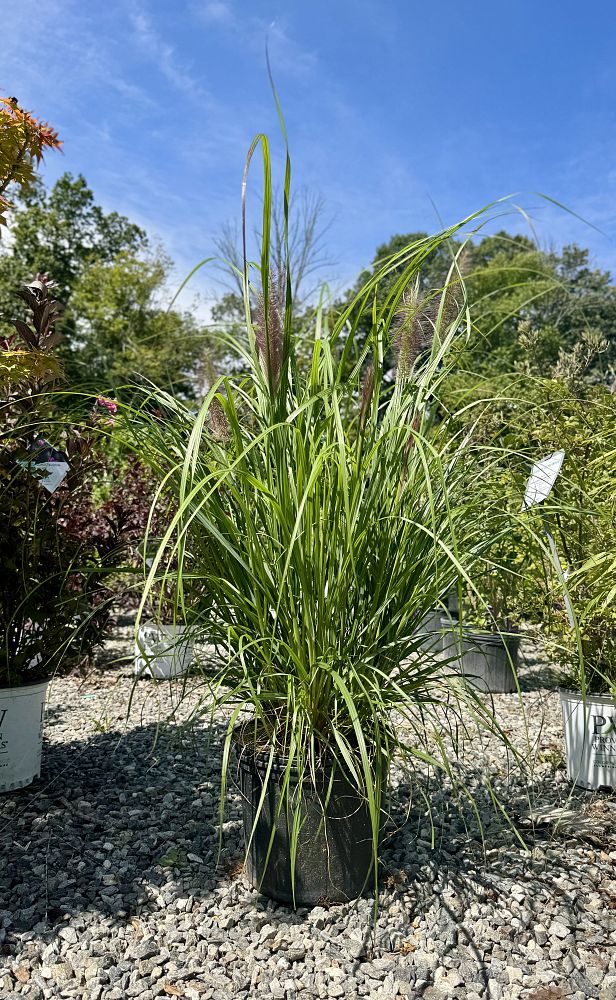 pennisetum-alopecuroide-red-head-fountain-grass
