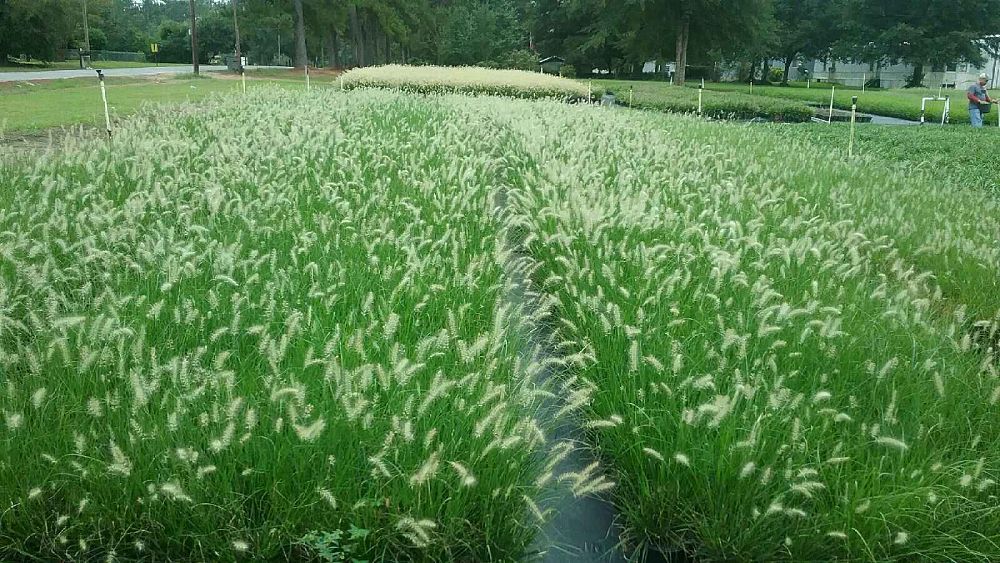 pennisetum-alopecuroides-cassian-fountain-grass