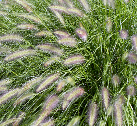 pennisetum-alopecuroides-cassian-fountain-grass