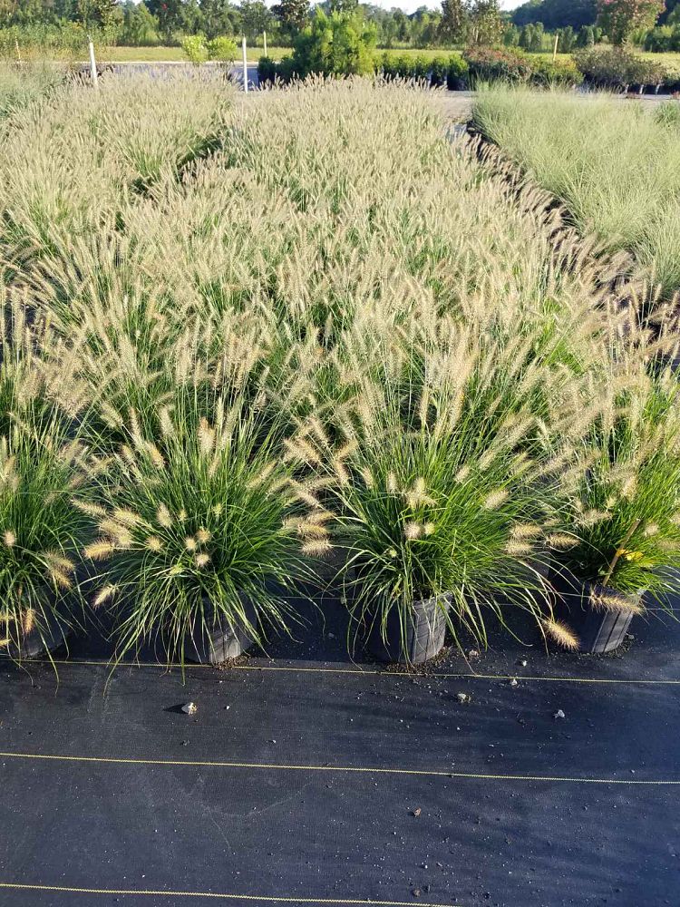 pennisetum-alopecuroides-cassian-fountain-grass