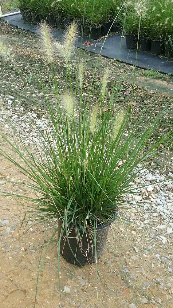 pennisetum-alopecuroides-cassian-fountain-grass