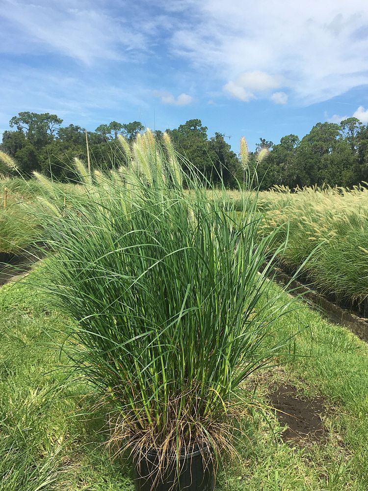 pennisetum-alopecuroides-cassian-fountain-grass