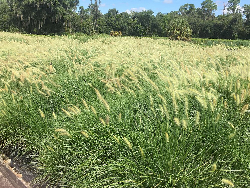 pennisetum-alopecuroides-cassian-fountain-grass
