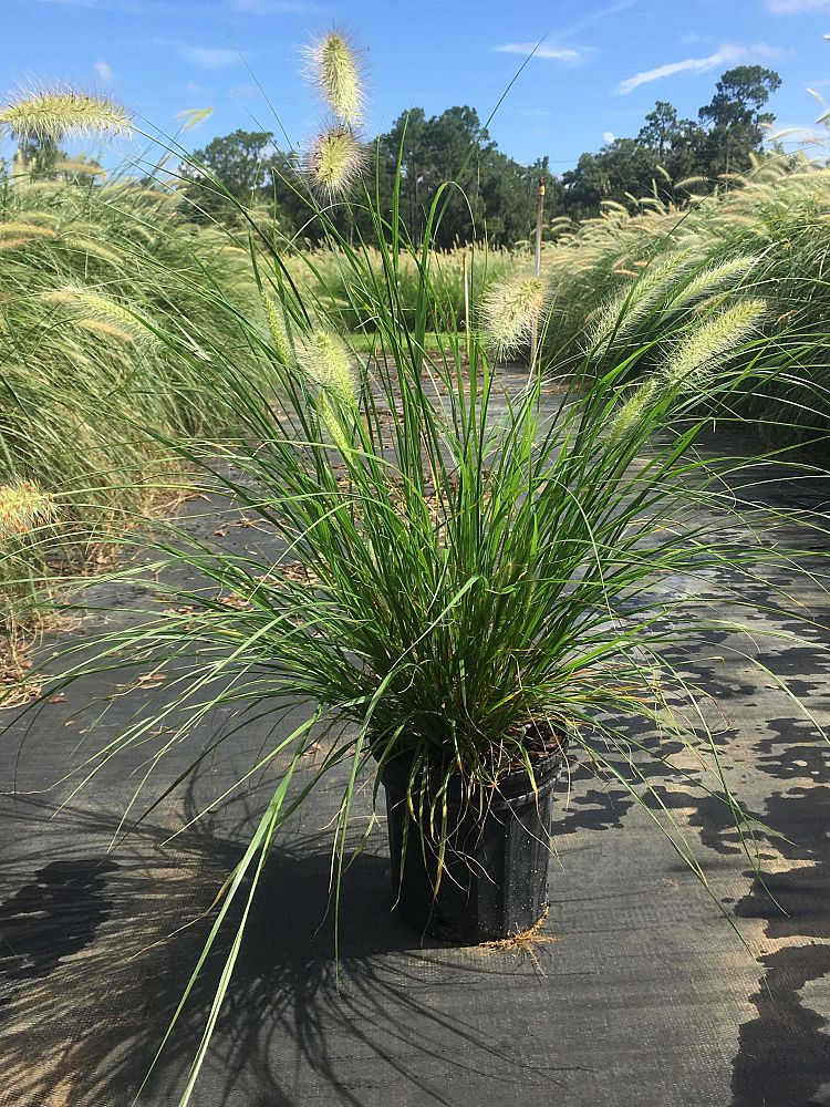 pennisetum-alopecuroides-cassian-fountain-grass