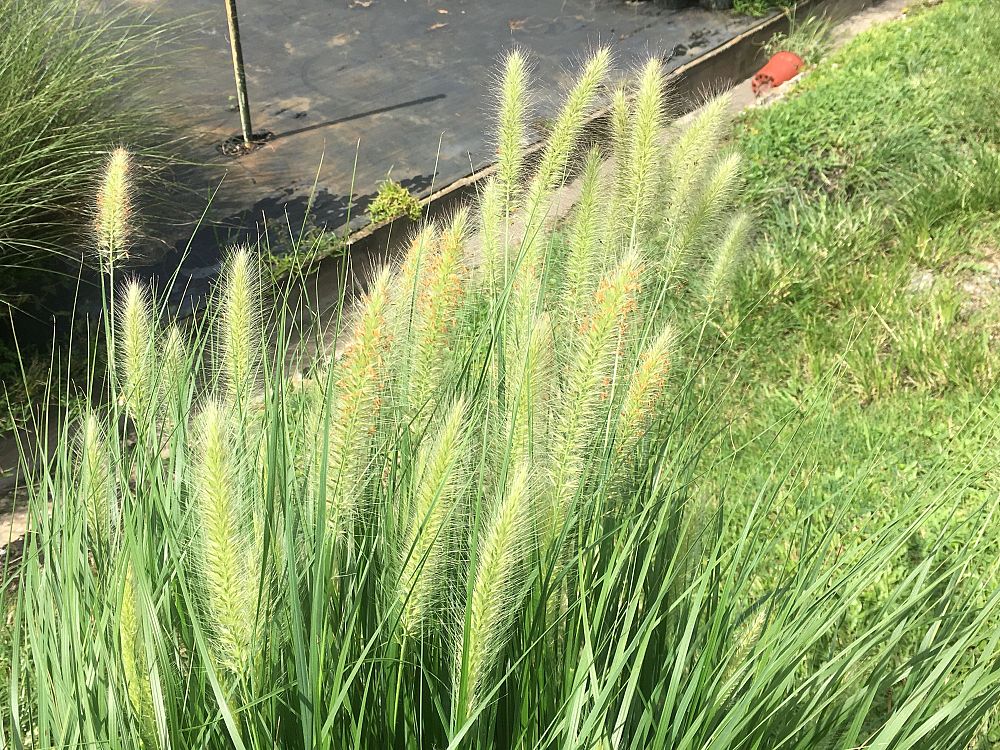 pennisetum-alopecuroides-cassian-fountain-grass